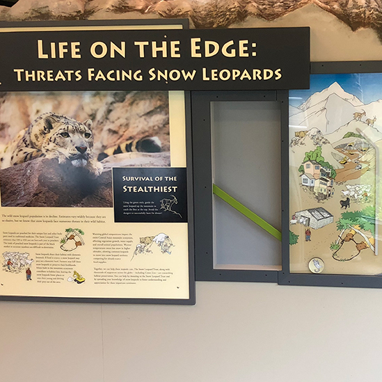 large cats exhibit